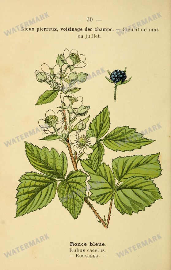 Botanical Vintage Prints