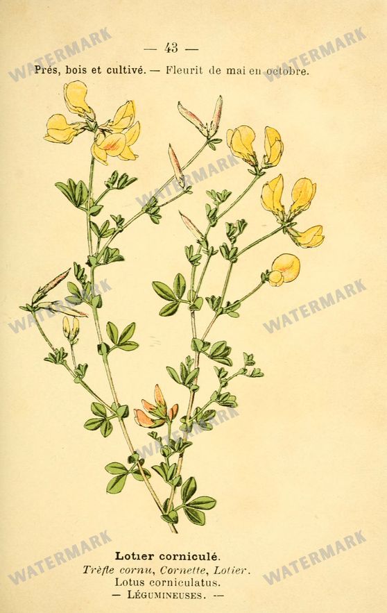 Botanical Vintage Prints