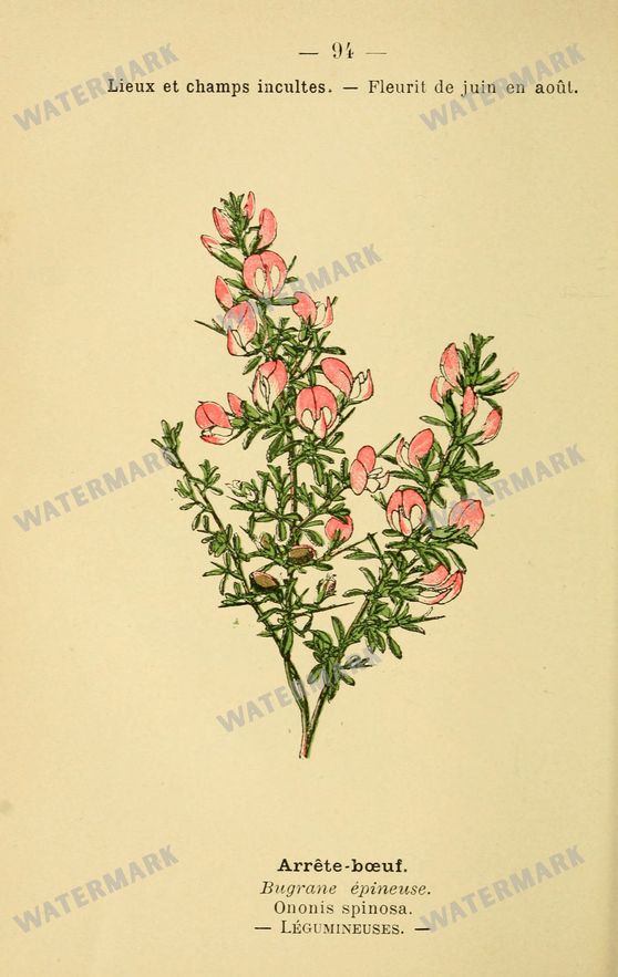 Botanical Vintage Prints