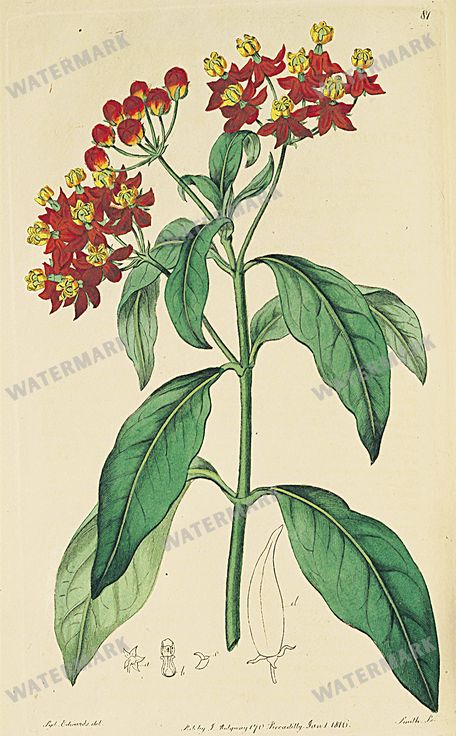 Botanical Vintage Prints