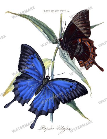 Botanical Vintage Prints
