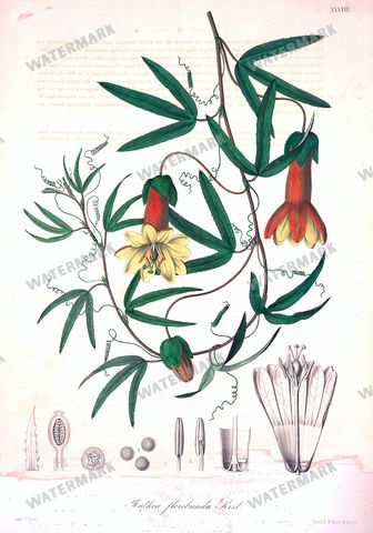 Botanical Vintage Prints