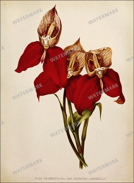 Botanical Vintage Prints