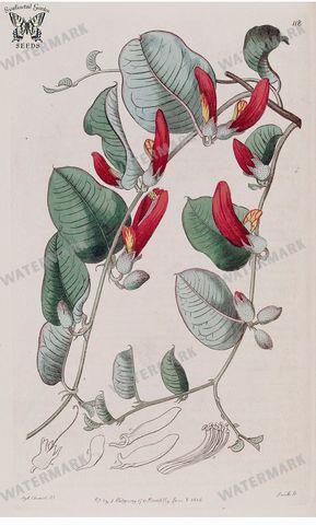 Botanical Vintage Prints