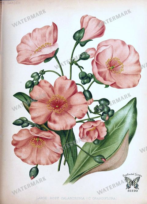 Botanical Vintage Prints