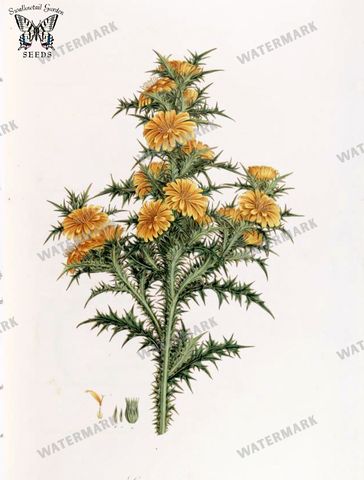 Botanical Vintage Prints