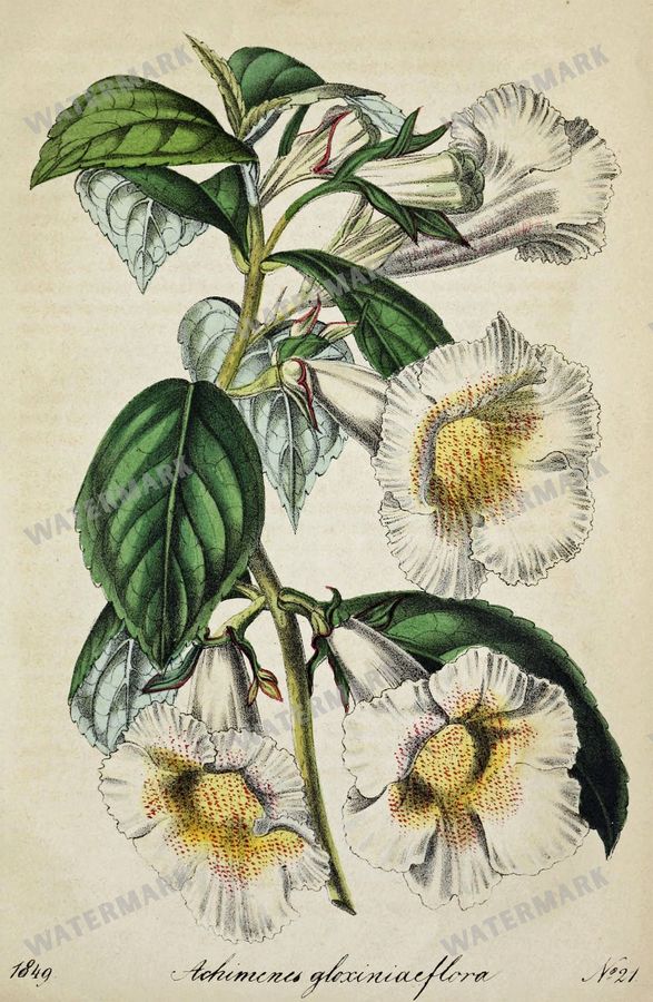 Botanical Vintage Prints