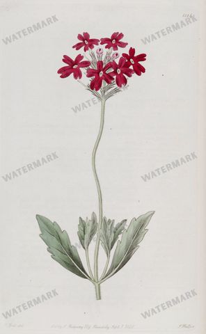 Botanical Vintage Prints