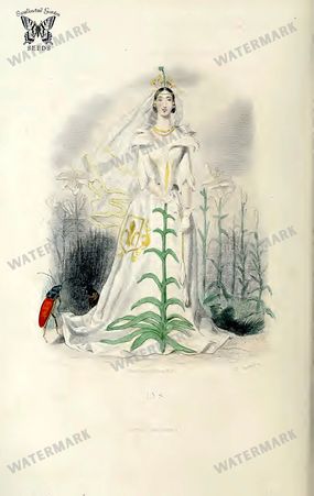 Botanical Vintage Prints