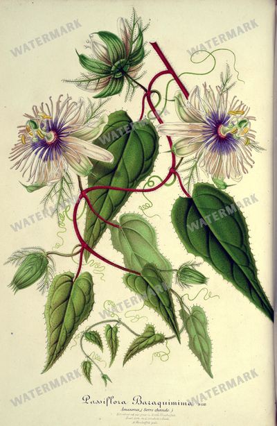 Botanical Vintage Prints