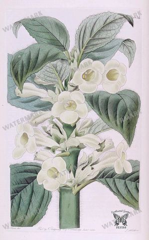 Botanical Vintage Prints
