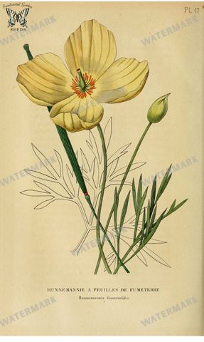 Botanical Vintage Prints