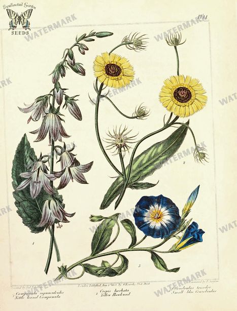 Botanical Vintage Prints