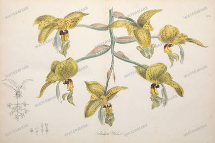 Botanical Vintage Prints