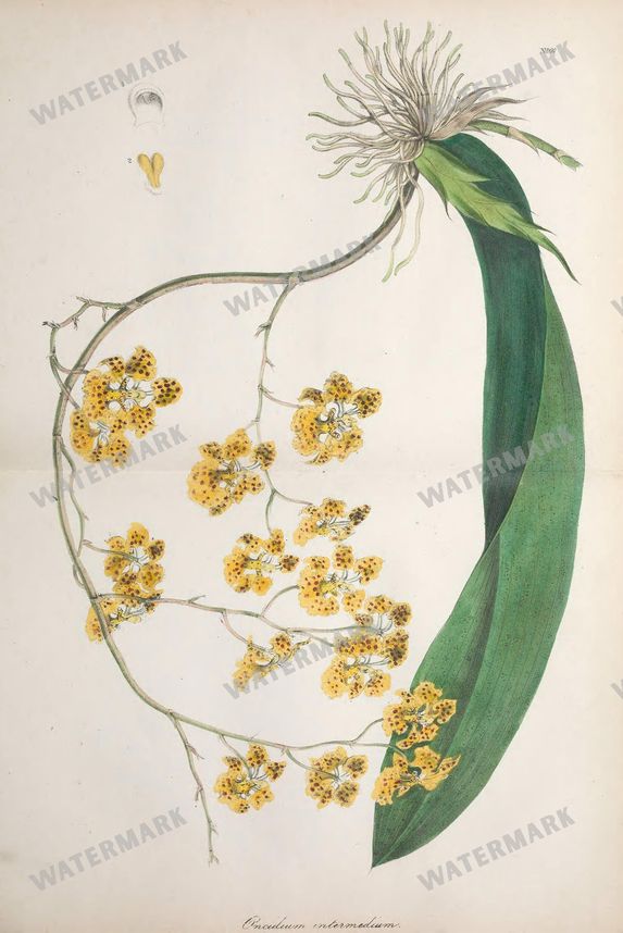 Botanical Vintage Prints