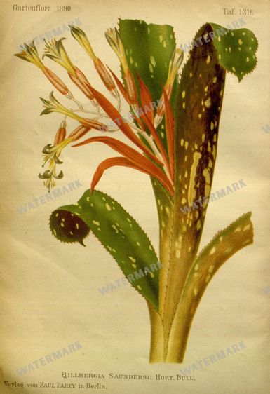 Botanical Vintage Prints