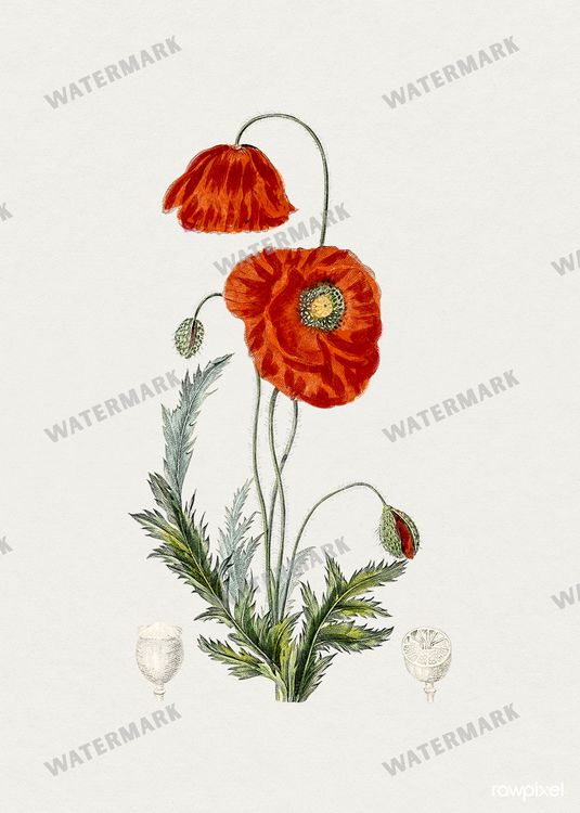 Botanical Vintage Prints