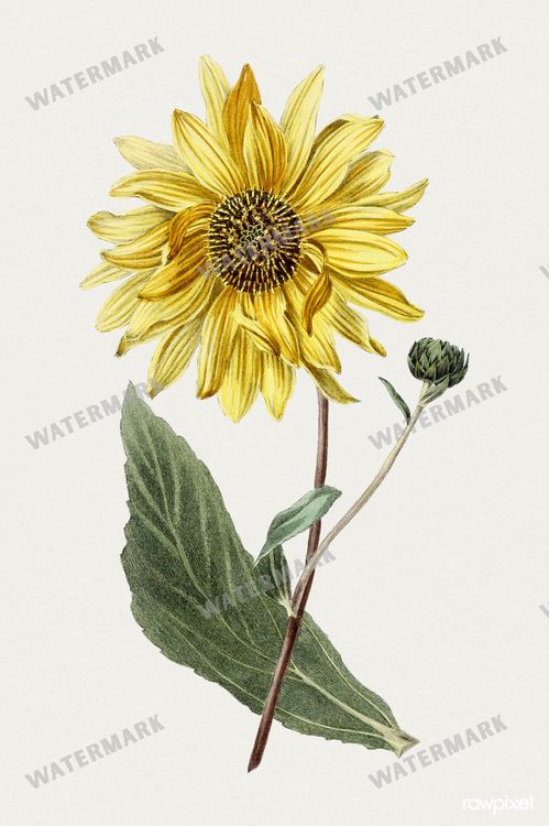 Botanical Vintage Prints