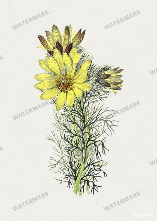 Botanical Vintage Prints