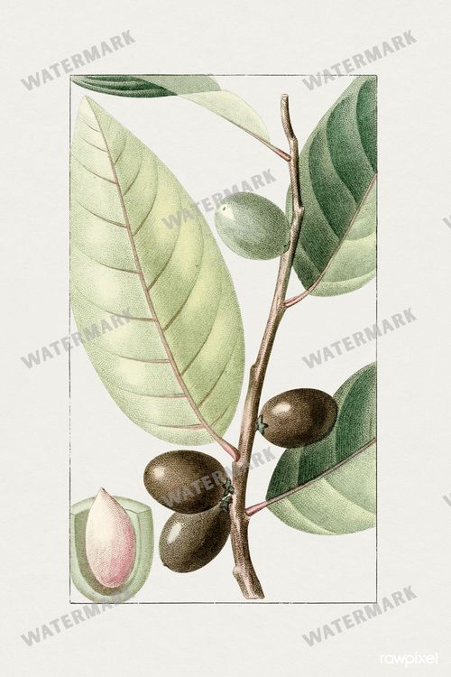 Botanical Vintage Prints