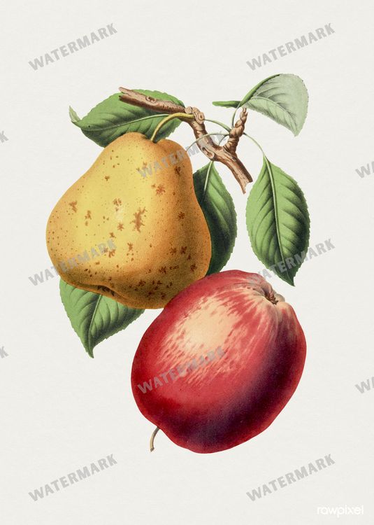 Botanical Vintage Prints