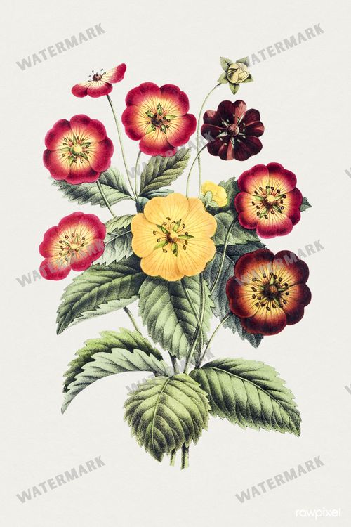 Botanical Vintage Prints