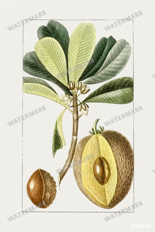 Botanical Vintage Prints
