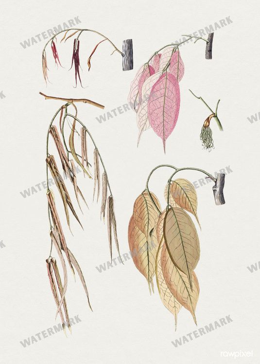 Botanical Vintage Prints
