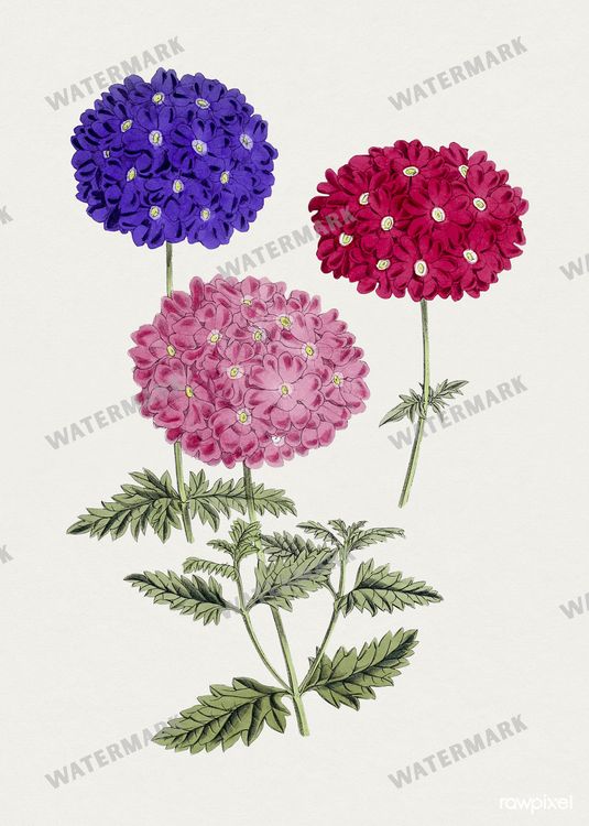 Botanical Vintage Prints