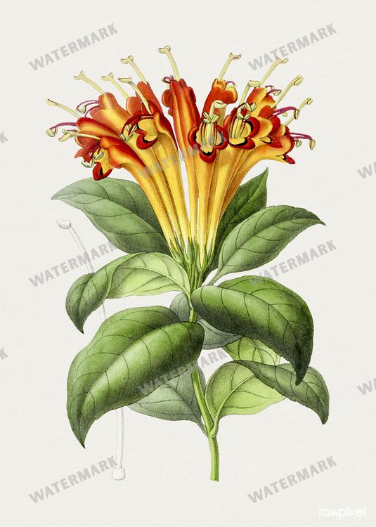 Botanical Vintage Prints