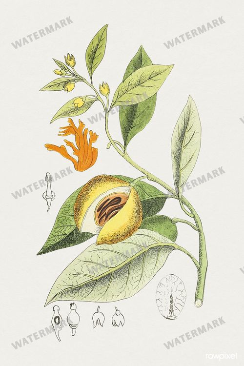 Botanical Vintage Prints