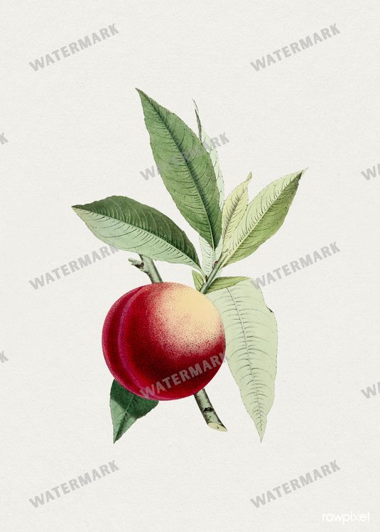 Botanical Vintage Prints