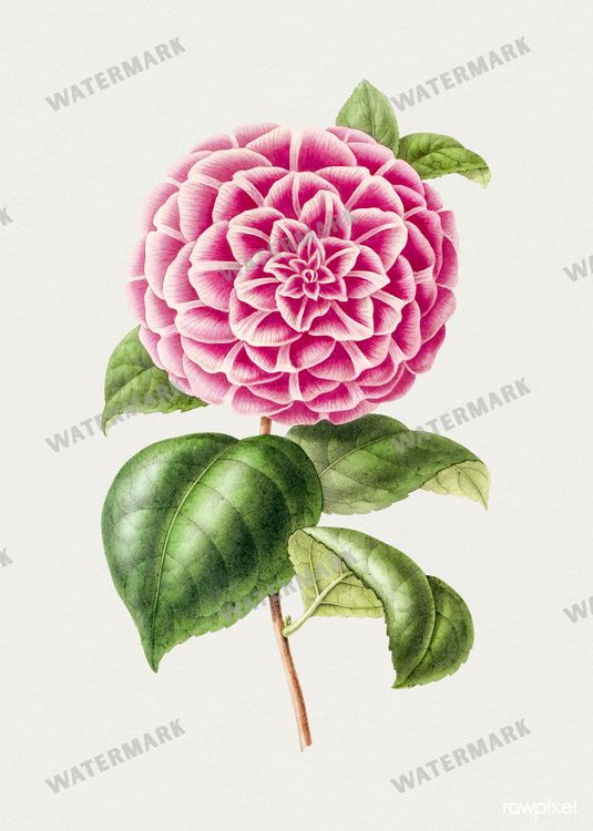 Botanical Vintage Prints