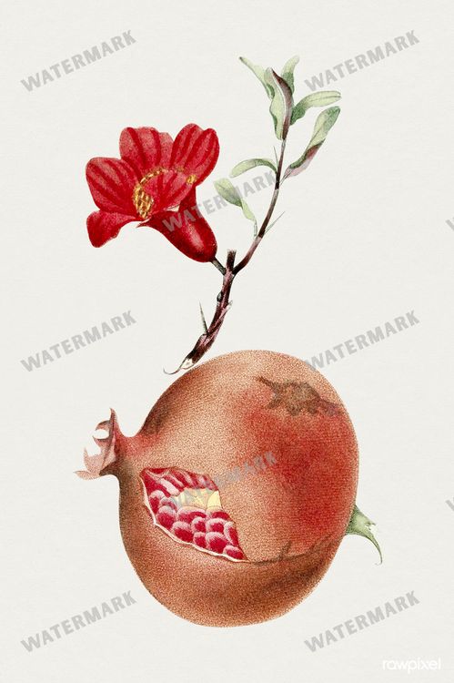 Botanical Vintage Prints