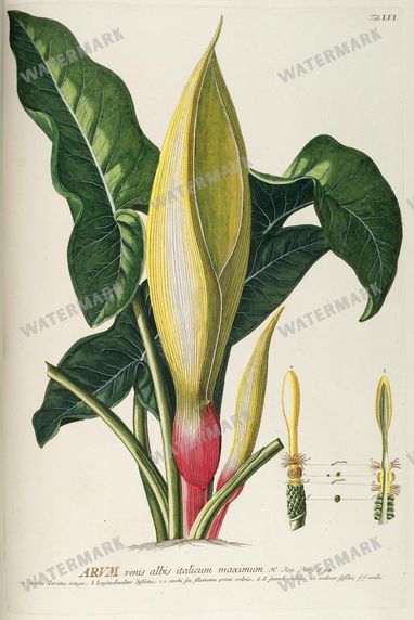 Botanical Vintage Prints