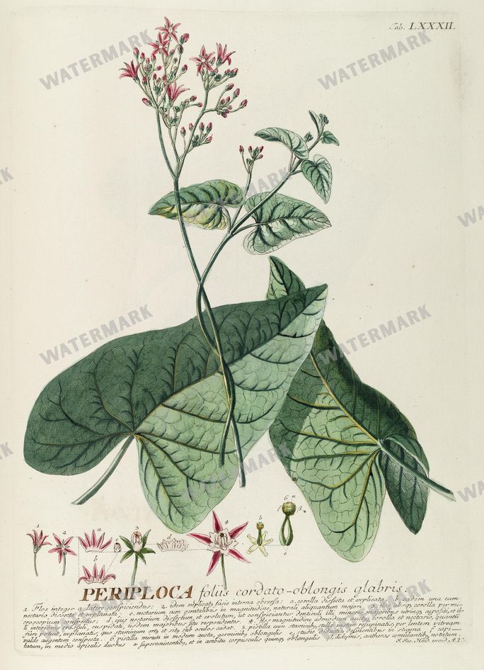 Botanical Vintage Prints