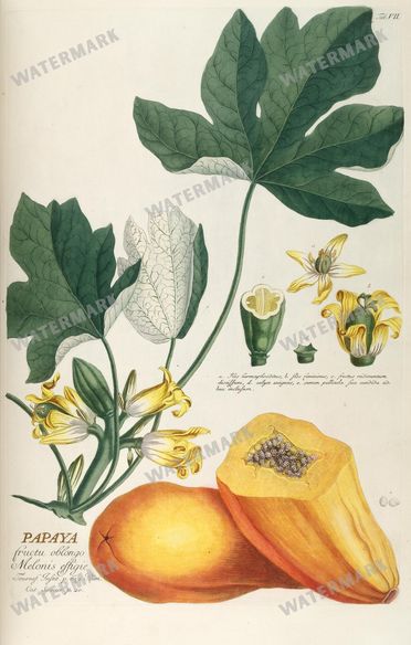 Botanical Vintage Prints