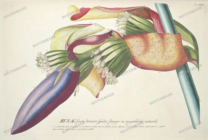 Botanical Vintage Prints