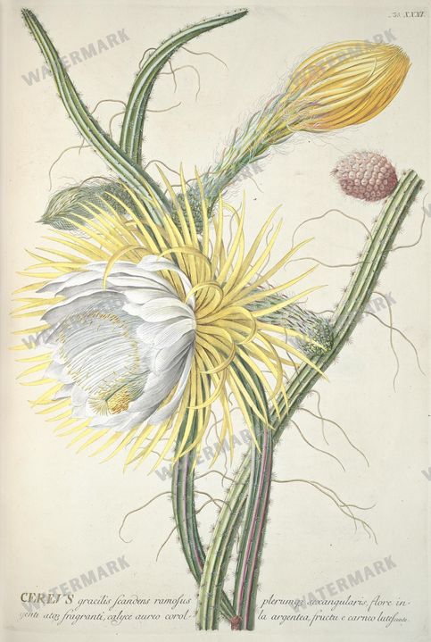 Botanical Vintage Prints