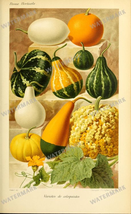 Botanical Vintage Prints