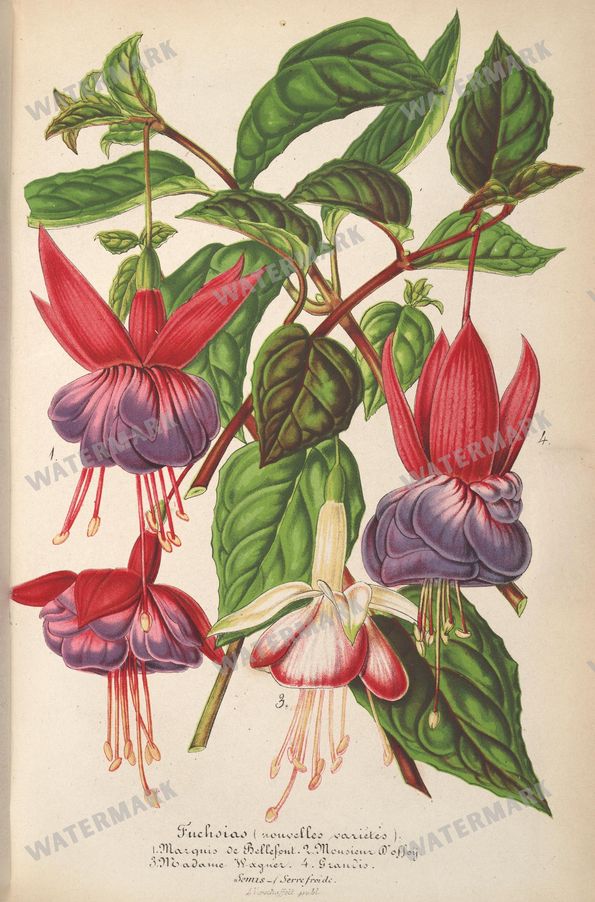 Botanical Vintage Prints