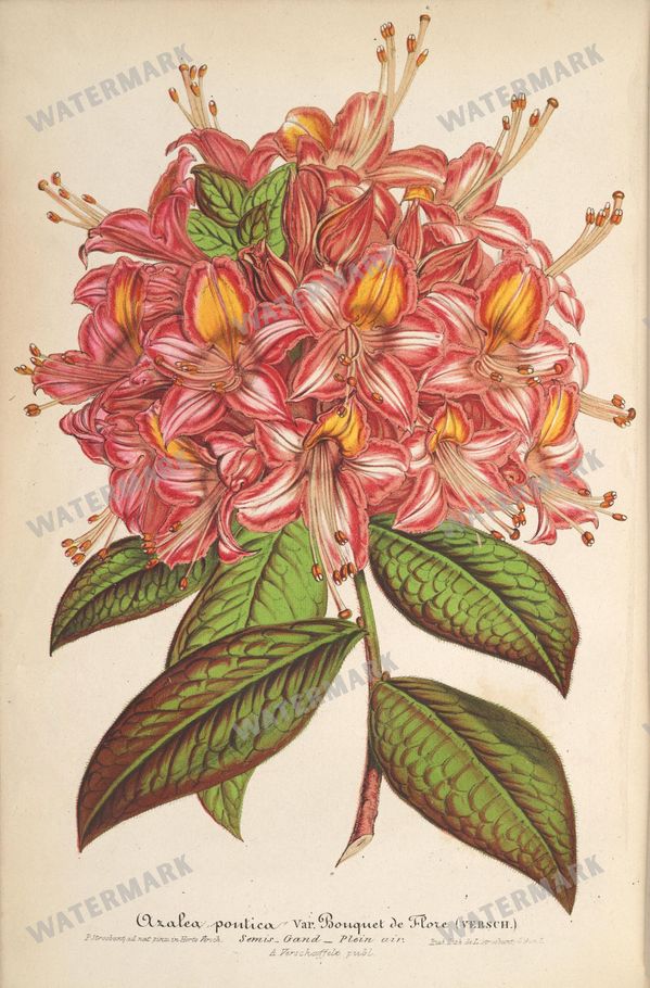 Botanical Vintage Prints