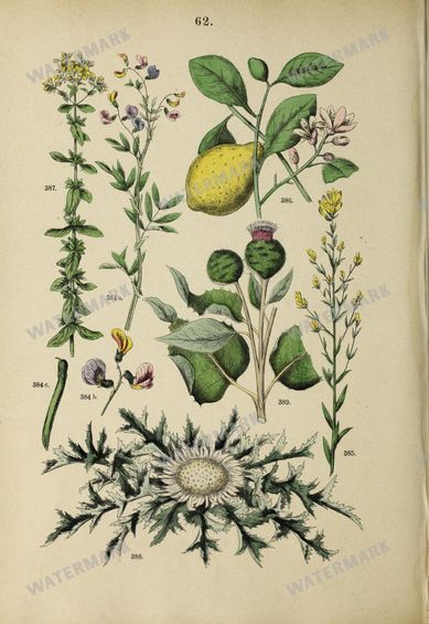 Botanical Vintage Prints