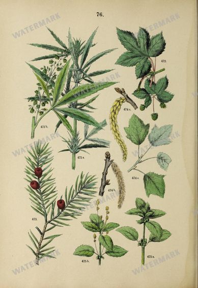 Botanical Vintage Prints