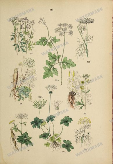 Botanical Vintage Prints