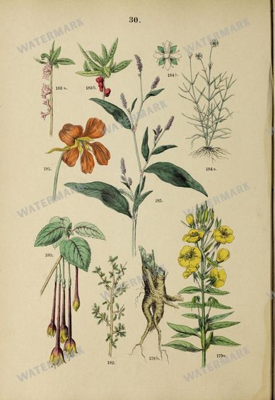 Botanical Vintage Prints
