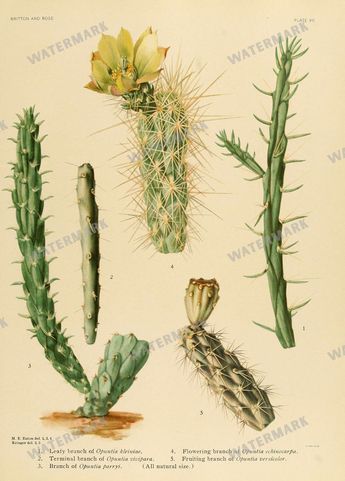 Cactus Vintage Prints
