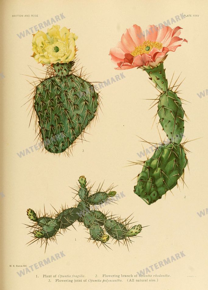 Cactus Vintage Prints