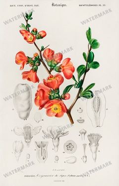 Dictionnaire Universel Dhistoire Naturelle Vintage Prints