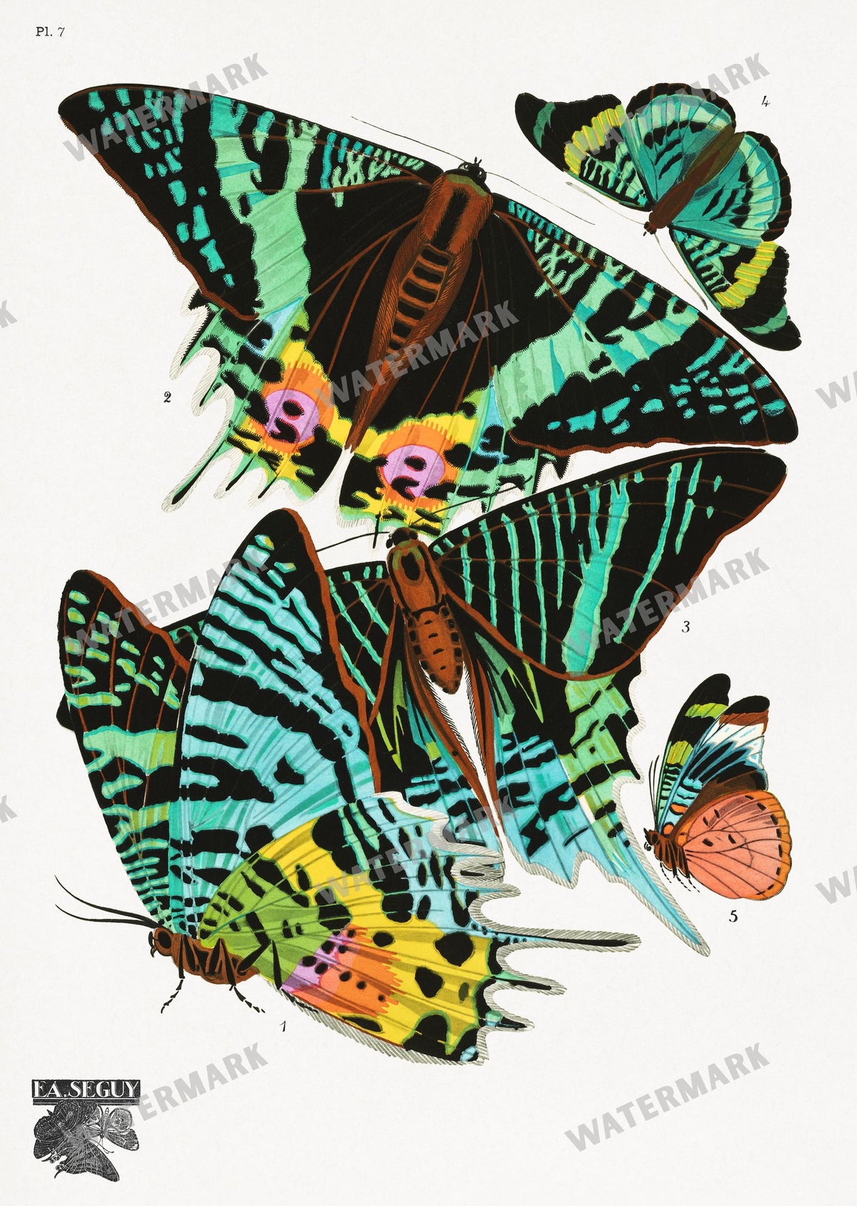 E A Seguy Vintage Prints